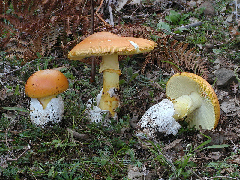 foto d''archivio (Amanita caesarea)